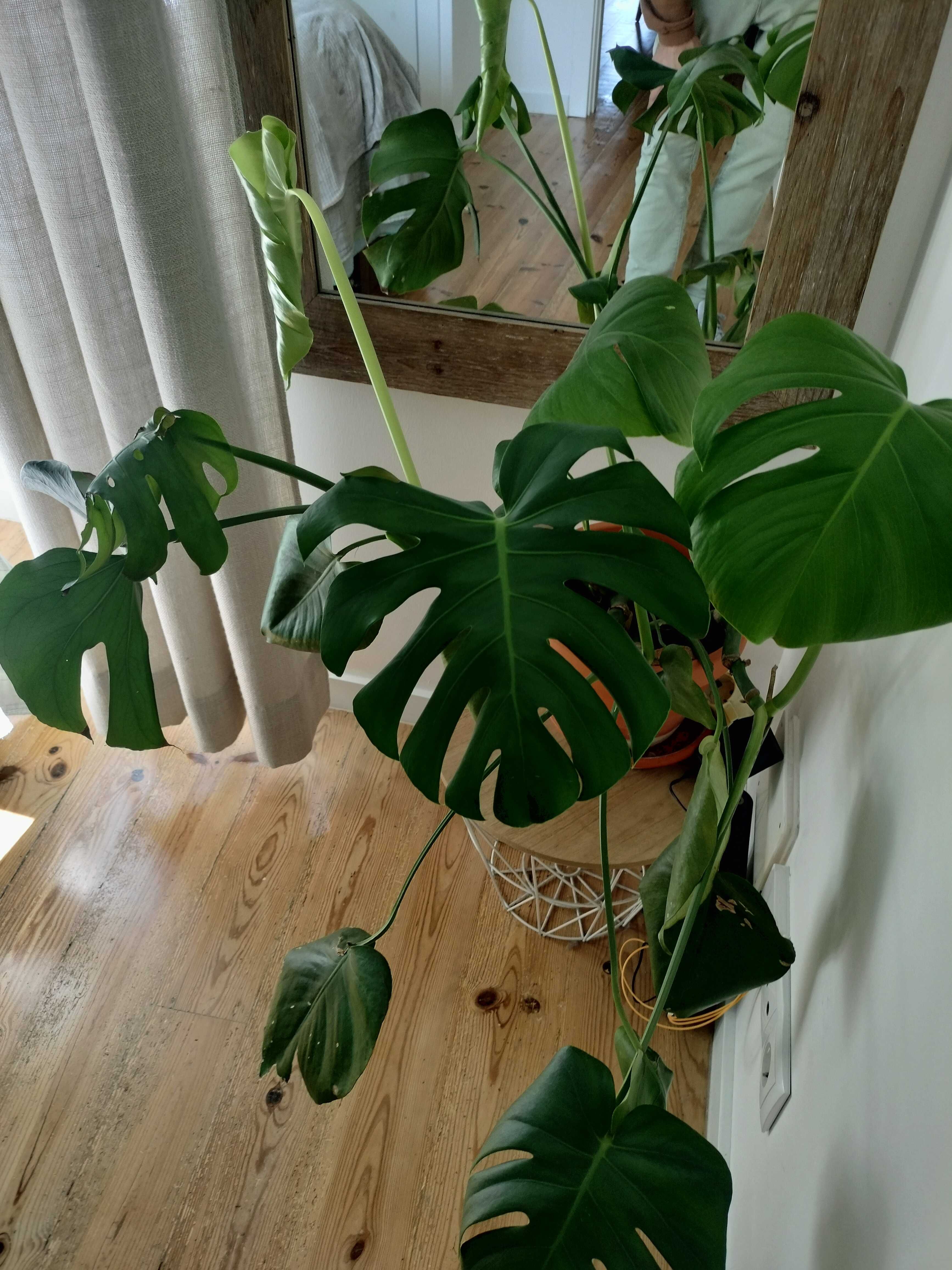 Monstera Adulta (planta interior)