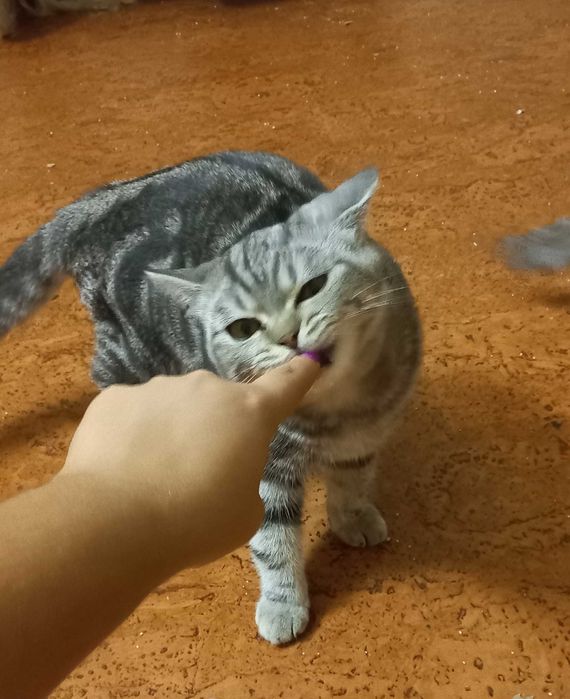 Gato British Shorthair