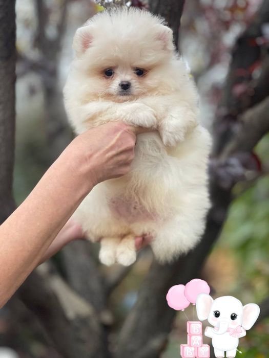 Волшебные детки померанский шпиц!