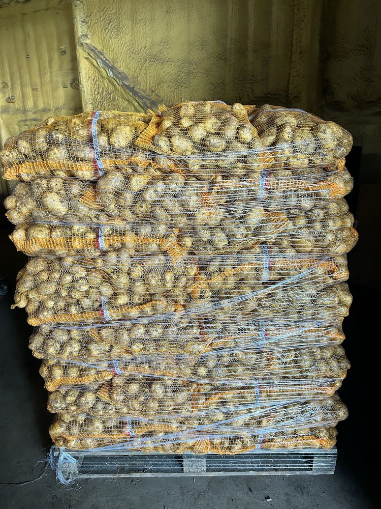 Ziemniaki jadalne Soraya, Denar