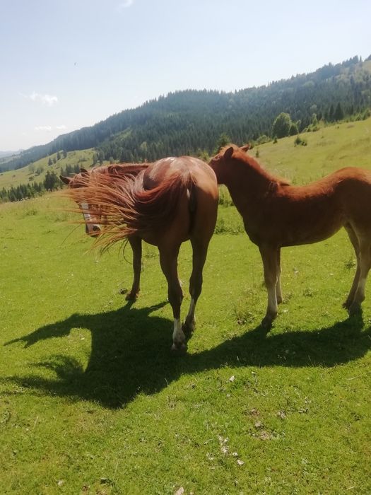 Продам кобилу з лошам