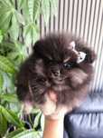 Lulu da pomerânia mini,  linhagem Russa, spitz alemão anão