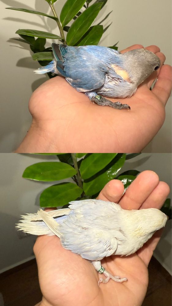 Agapornis domesticados