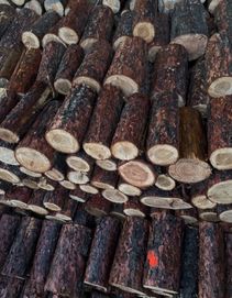 Drewno opałowe sosna TRANSPORT