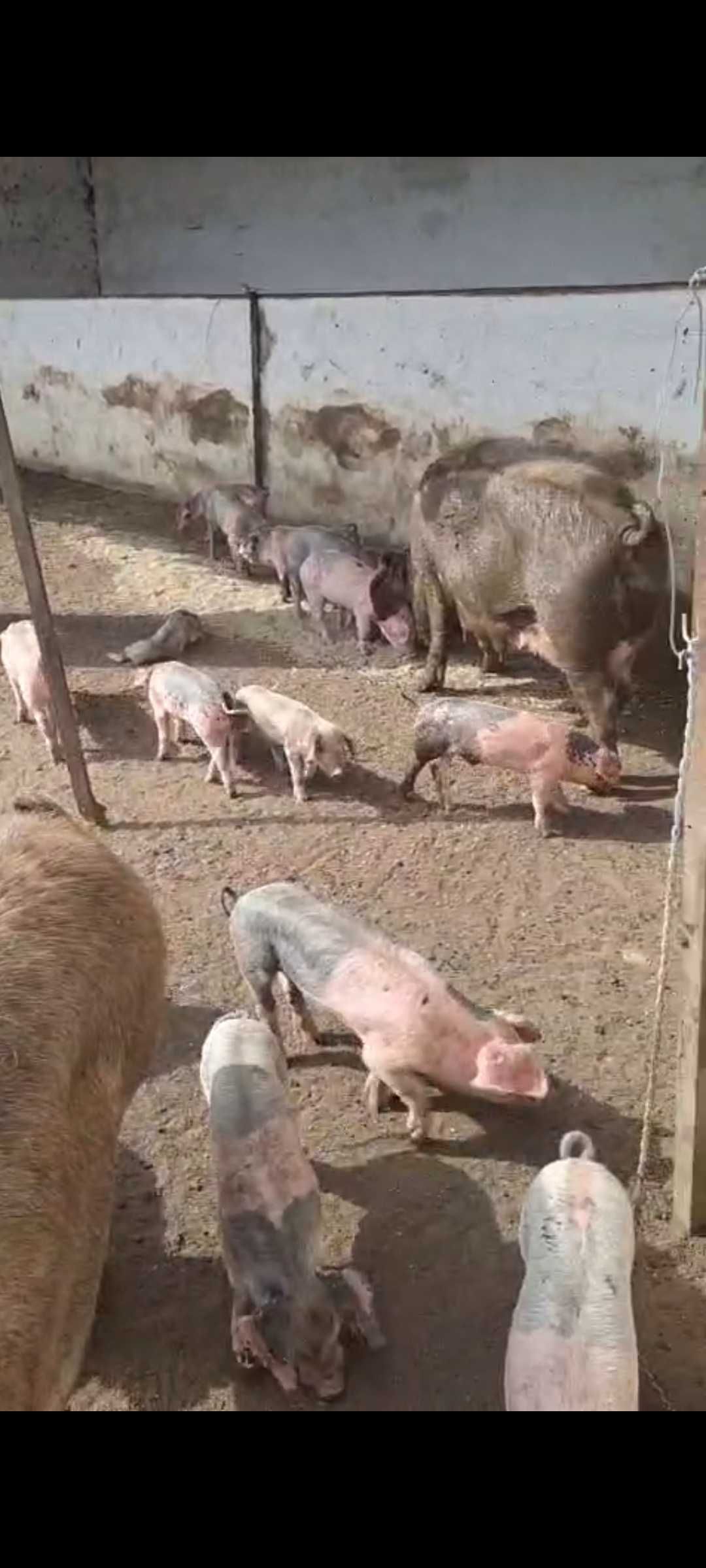 Leitões Bísaros - Barrancos, Baixo Alentejo