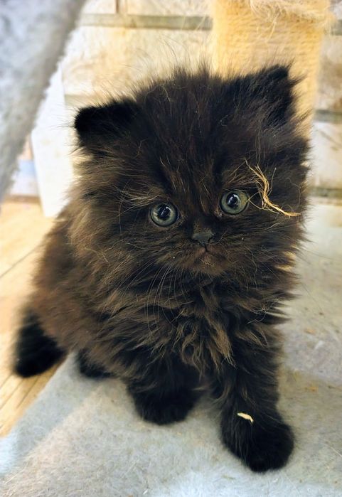 Kotka, kociczki perskie