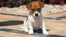 Suczka Jack Russell Terrier z hodowli "BREFIO "/bad.genetyczne