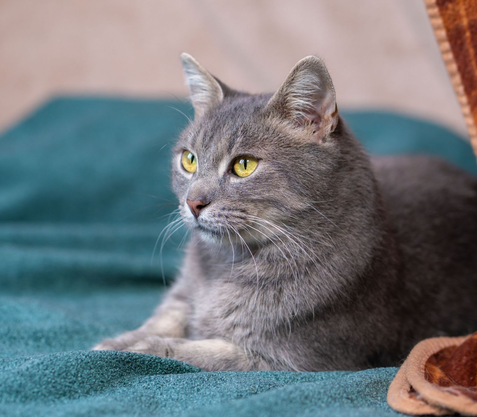 Котик Пітер кастрований, лоточок знає ,шукає дім!