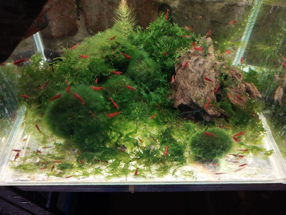 MISIEKZOO Krewetki - Krewetka Bloody Mary