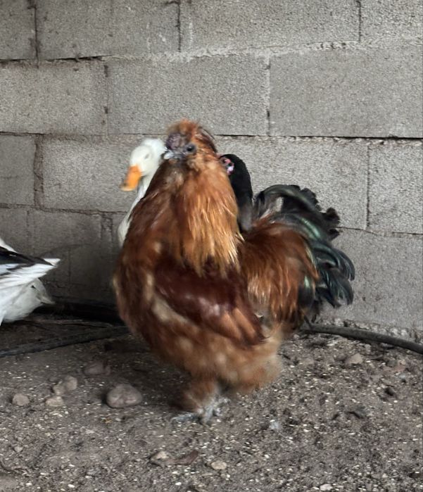 Galo Sedosa do Japão