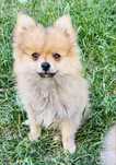Szpic miniaturowy pomeranian ZKwP