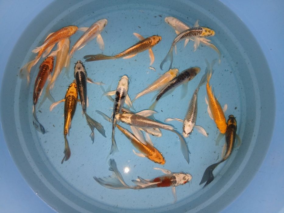 Carpas koi de véu