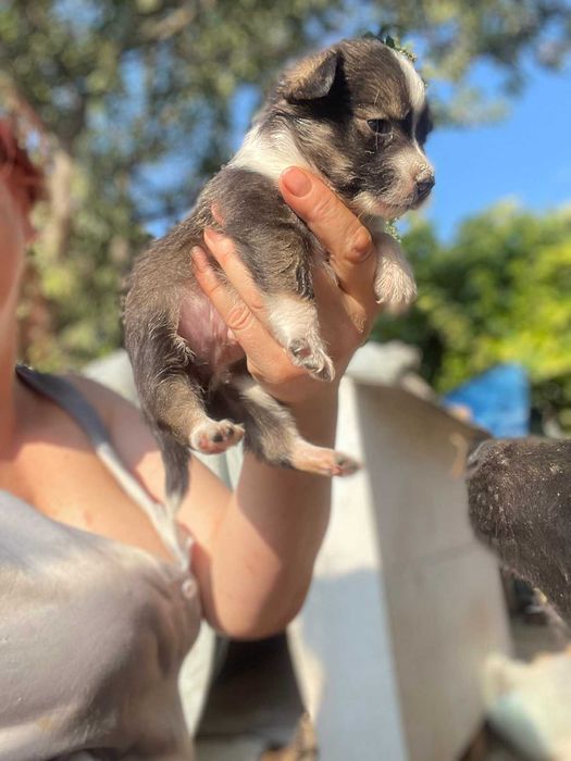 Крошечные щенки в добрую семью.