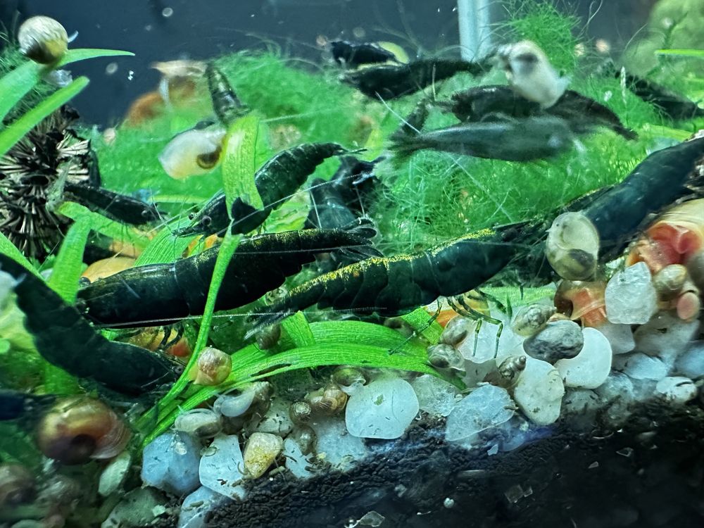 Krewetki Neocaridina Green Jade 10 sztuk!