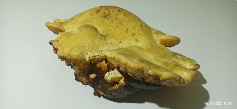 Гриб трутовик 500 грн.