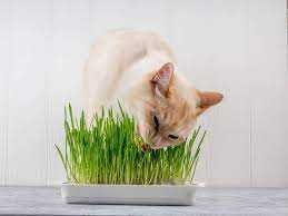 Зелень для кішок насіння