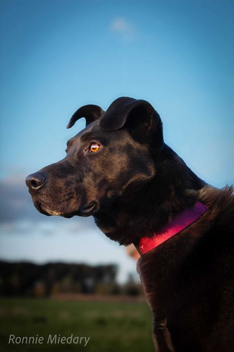 Ronnie - piękny duży pies ADOPCJA