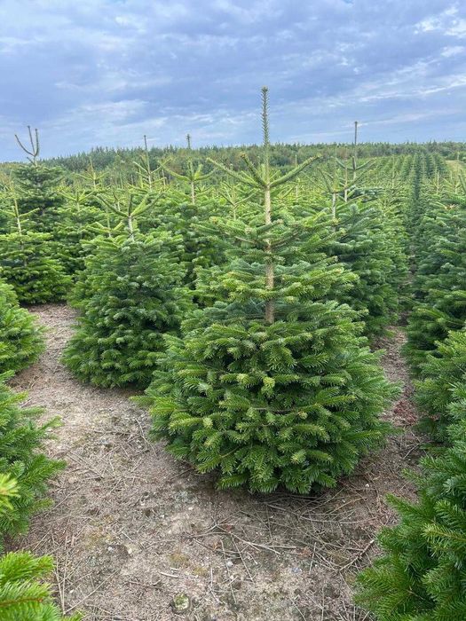 Jodła Kaukaska – choinki świąteczne prosto z plantacji Transport
