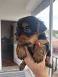 Lindo cachorrinho anão Yorkshire