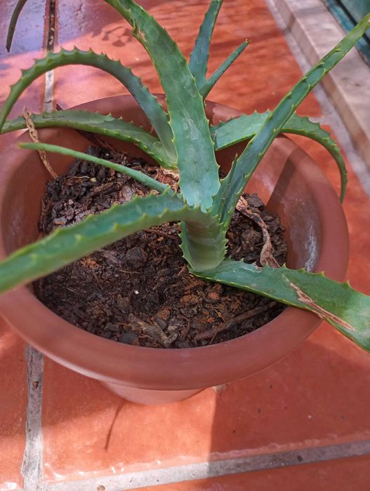 Planta aloe natural