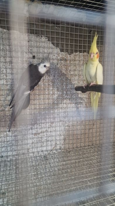 Caturras para criar a mao e adultas