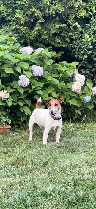 Джек рассел віддається лише у хорошу сімʼю