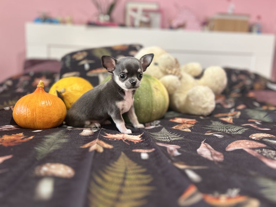 Cudowna błękitna trikolorka chi , suczka chihuahua