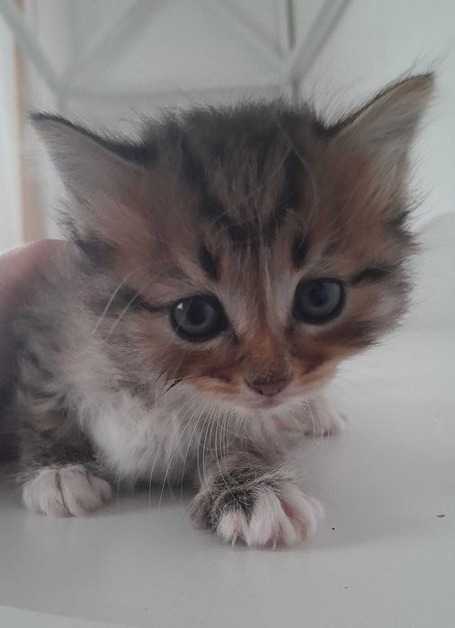 Кошенята в добрі руки