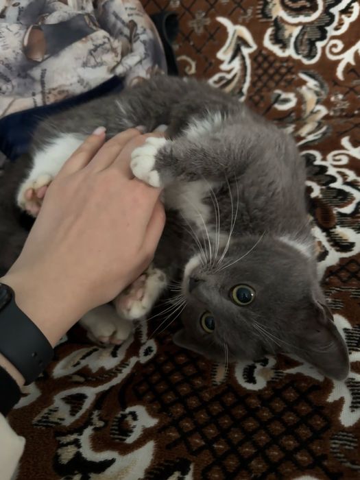 Віддамо кошенята в добрі руки