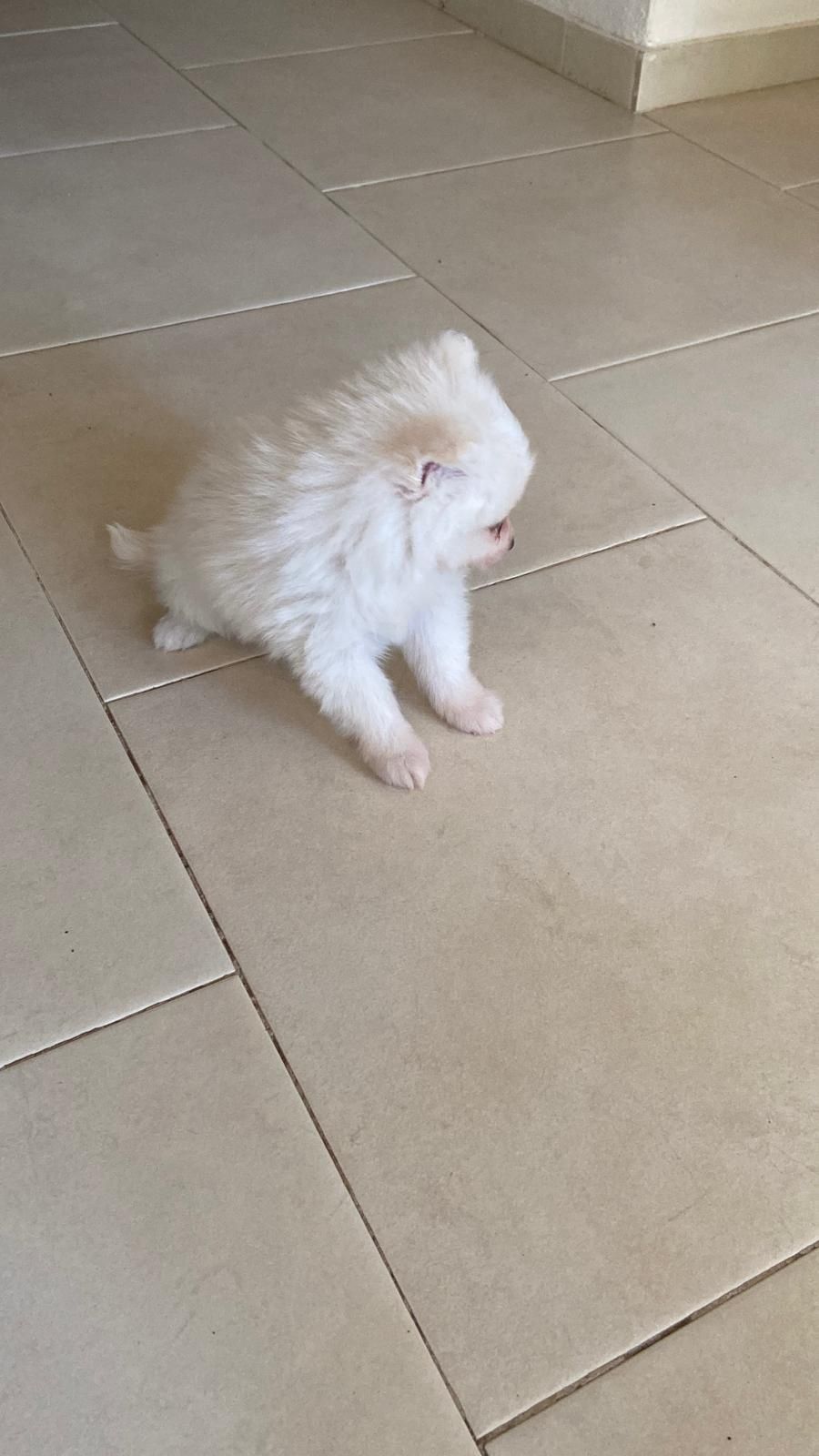 Spitz ( Lulu) macho