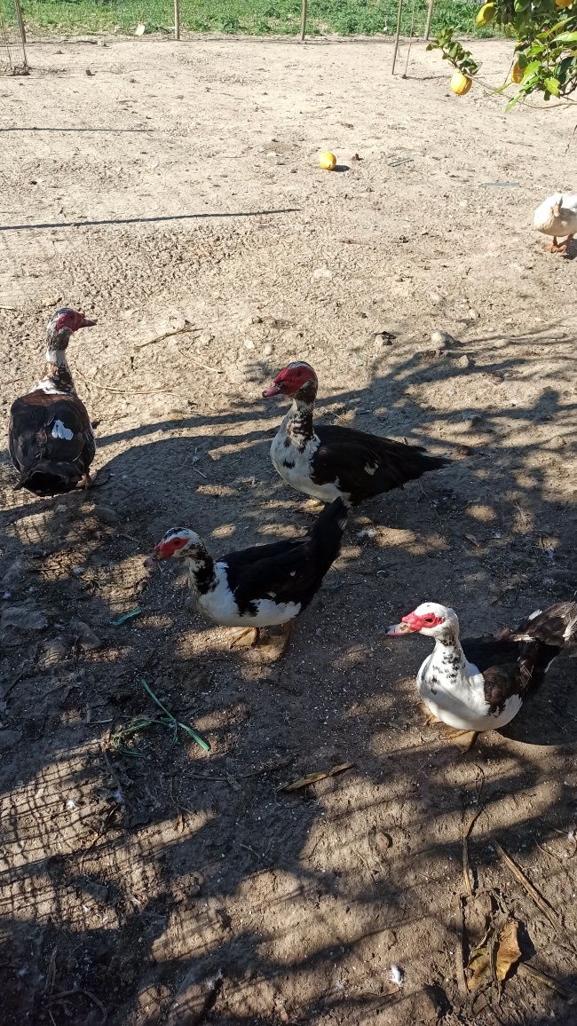 Patos mudos e franceses