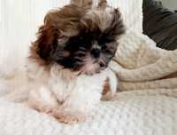 Szczeniak Shih tzu suczka