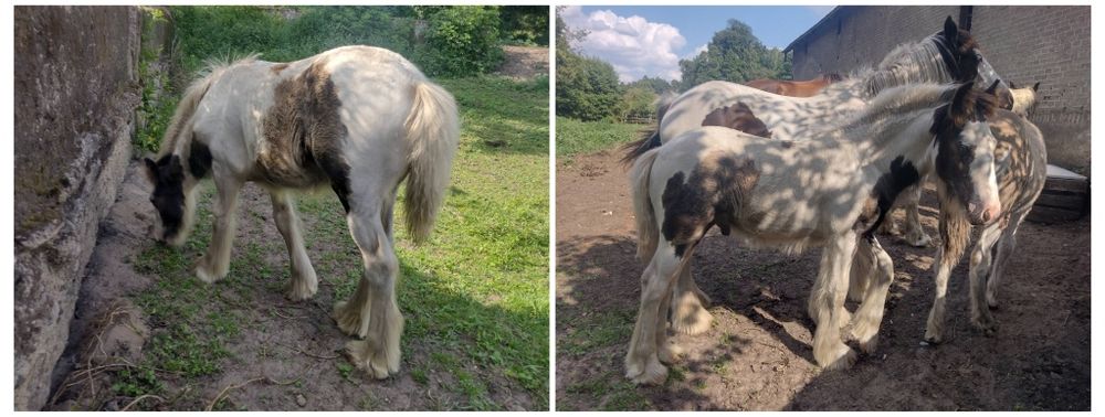 Ogierek Gypsy cob po championach ( nie Tinker) piękny.