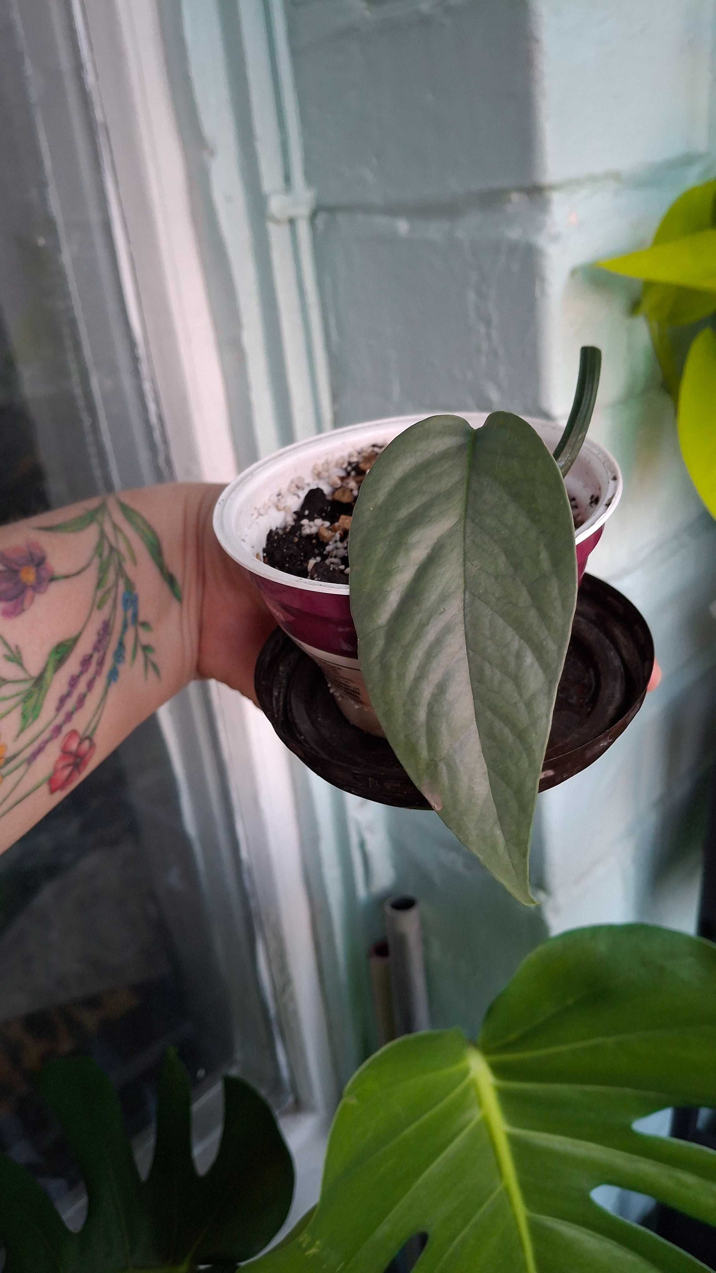 Набір епіпремнум marble queen,хеппі ліф,неон,Ауреум,филодендрон Бразіл