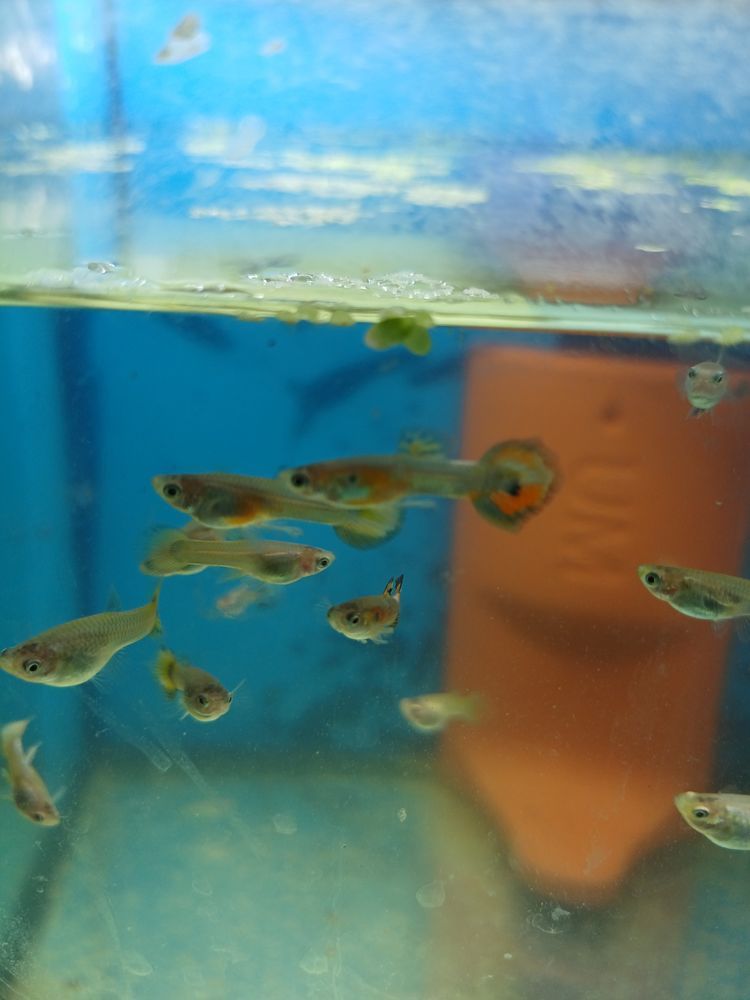 Vendo peixes guppys