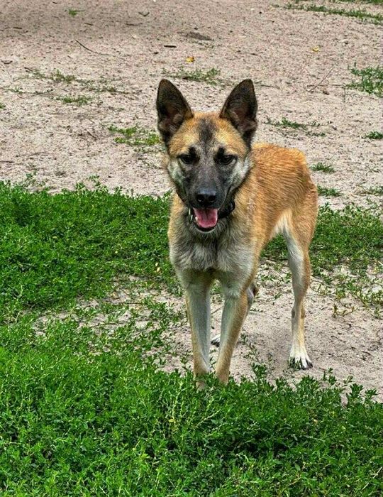 Oddam za darmo, do adopcji- Śliczna Funia szuka domu