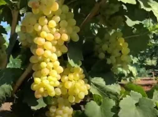 Саджанці винограду високої якості.