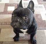 Buldog francuski