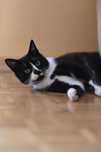 Romek - uroczy dżentelmen do adopcji!