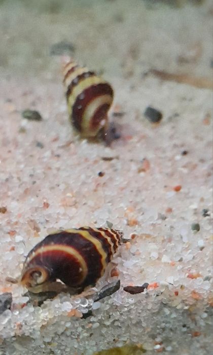 Ślimaki do akwarium