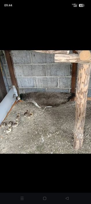 Pawie dwie samice i samiec