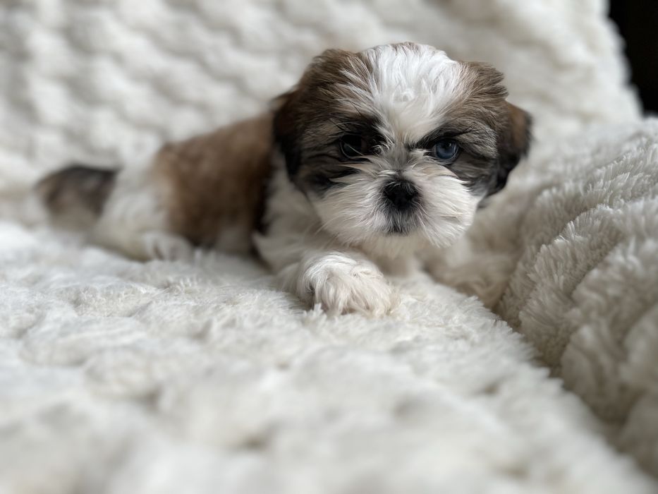 Kochane Shih Tzu
