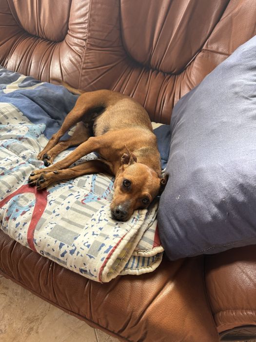 Luna - 3 anos, Pinscher