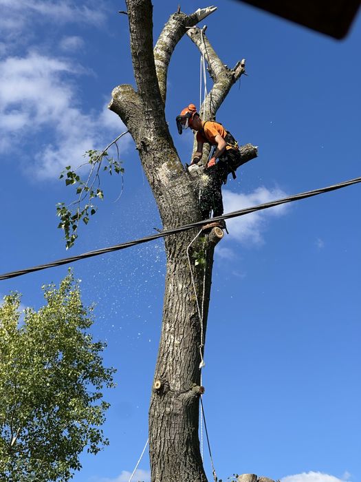 Спилить дерево, зрізати дерево, зпиляти дерево