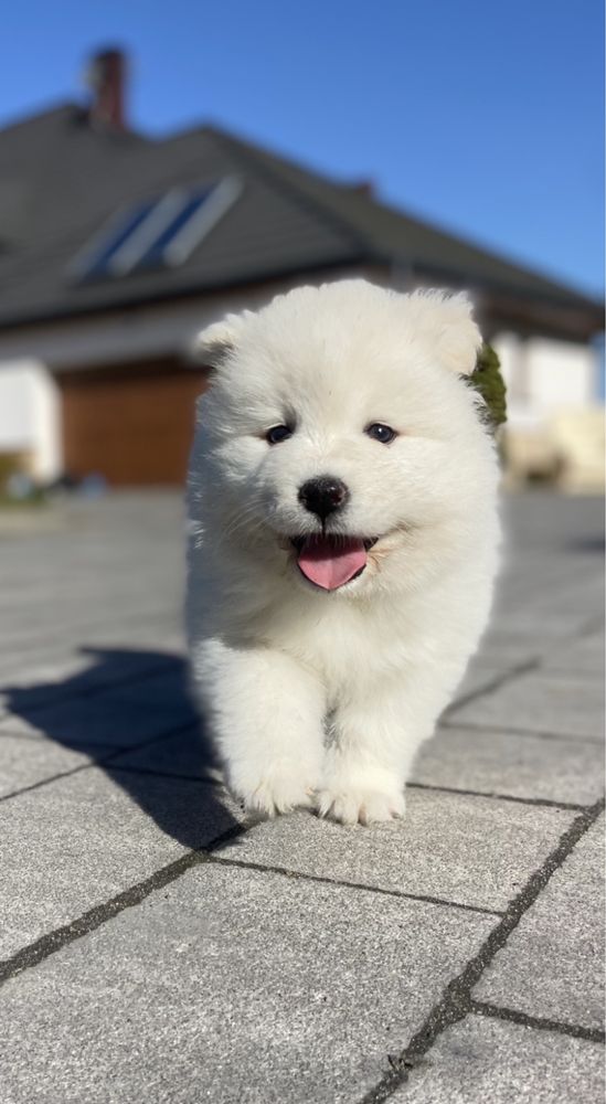 Szczeniaki samoyed