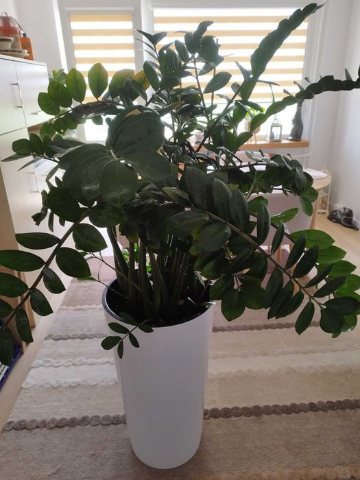 Zamiokulkas zamia olbrzymia