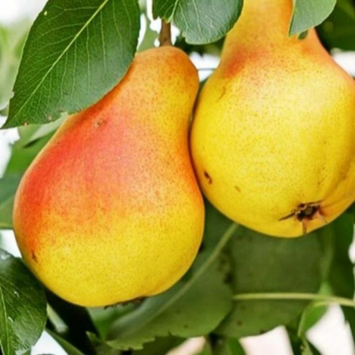 Саджанці Персика Яблунь Груш Абрикосів Вишні Черешні