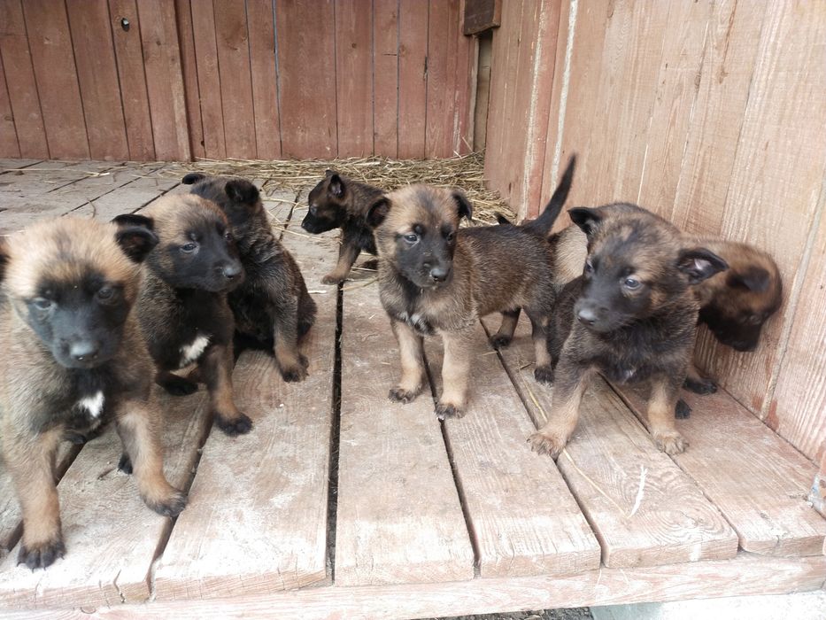 Owczarek belgijski szczenię