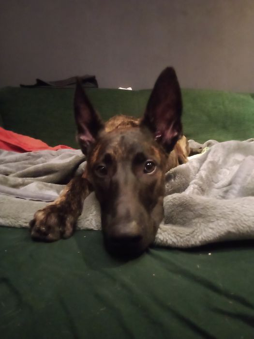 Hotel domowy dla psów , kotów