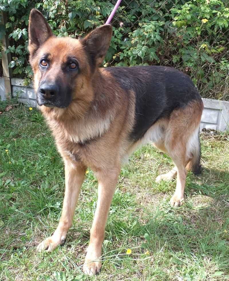 SIGER duży, mądry pies w typie owczarka niemieckiego czeka na adopcję